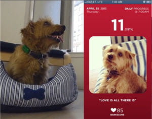 fitbark permet de surveiller la santé de ses amis à quatre pattes.