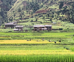 plus de 800 000 hectares de terres malgaches seraient sous contrôle étranger.