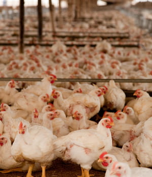 remplacer les antibiotiques par des algues dans les élevages, la riche idée