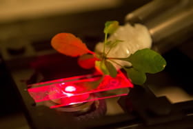 plante bionique2