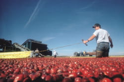plus de 800 petits producteurs cultivent la cranberry pour ocean spray, le