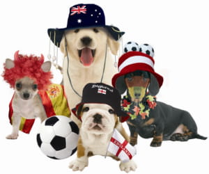 the pet poets club, une bande d'animaux aux talents de poètes qui font un carton