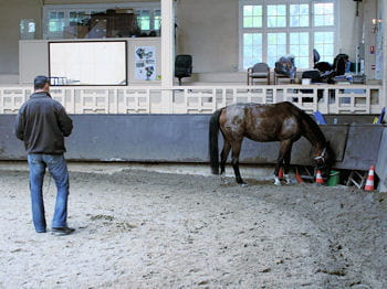 les premiers pas sont parfois hésitants : comment faire obéir le cheval ?
