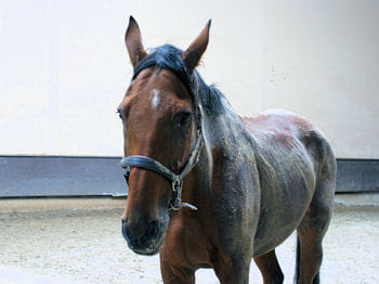 deux jours pour apprendre à communiquer avec le cheval