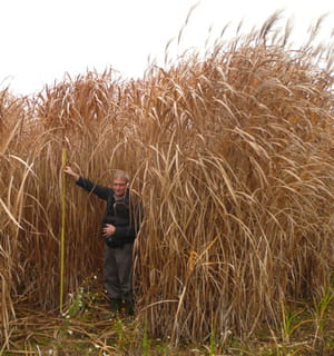 le fondateur d'aelred dans un champ de miscanthus, une plante sur laquelle