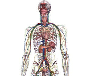 zygote body.