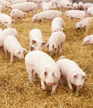 le maïs phytase permet de limiter les rejets de phosphore des porcs dans