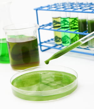 grâce aux algues, solazyme produit du biocarburant sans entrer en concurrence