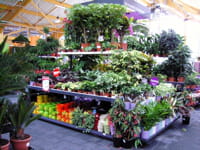 les enseignes mettent en scène leurs produits.