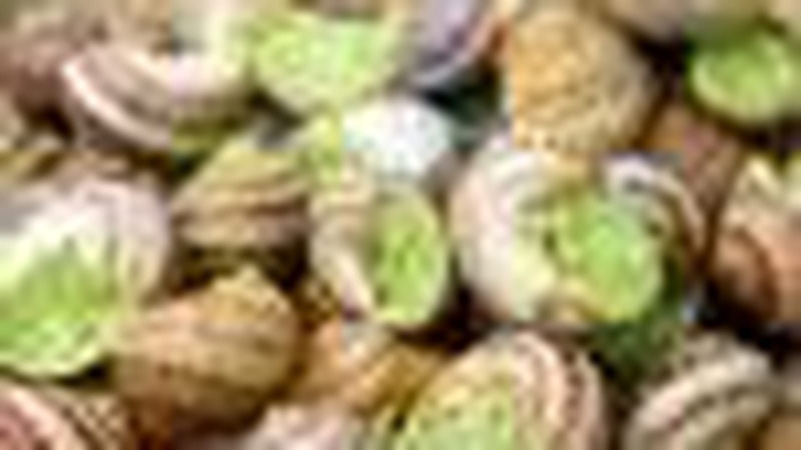 Escargot de Bourgogne