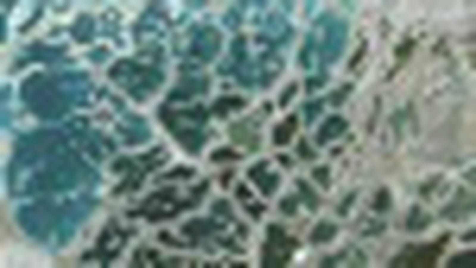 Corail de kiribati