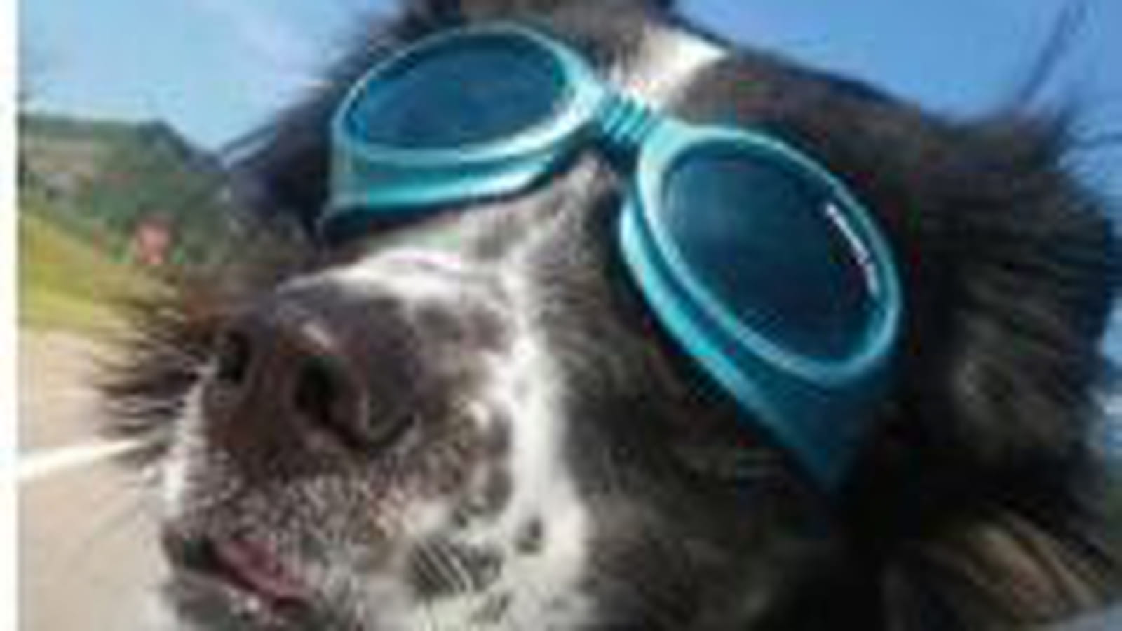 Doggles