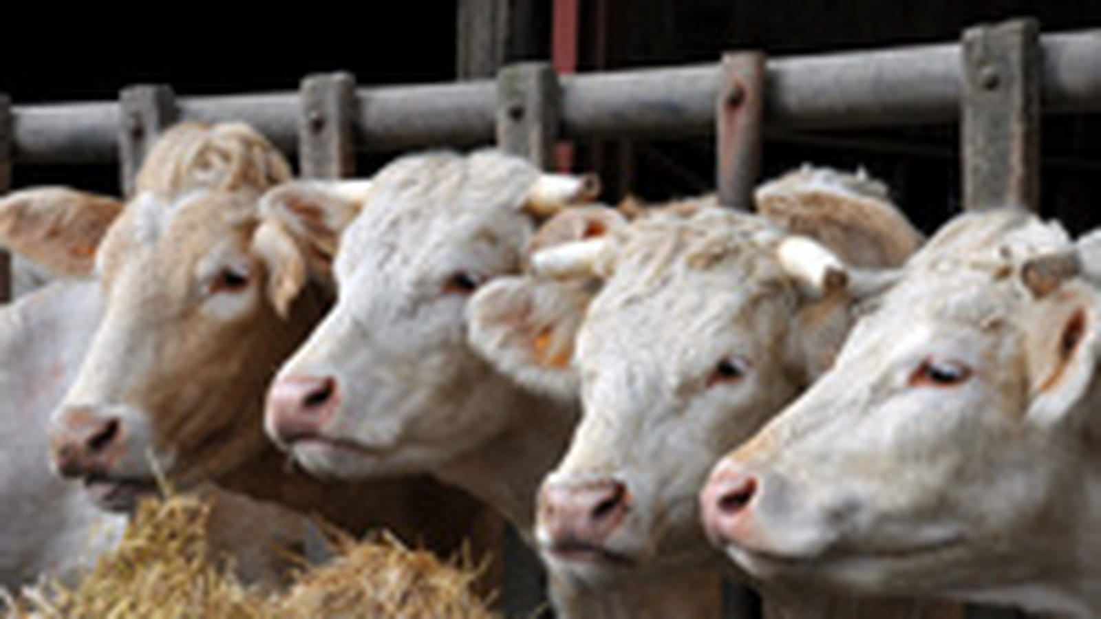 Viande bovine