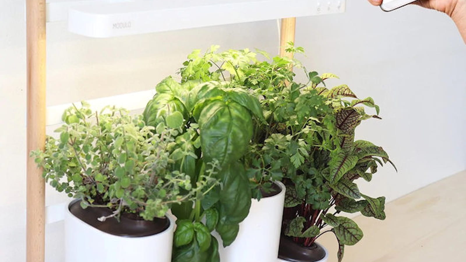 Jardinage : cultiver vos plantes avec Prêt à Pousser