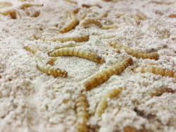micronutris élève des insectes pour fabriquer des aliments riches en protéines.