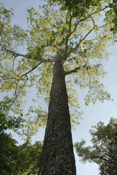 swietenia mahogany