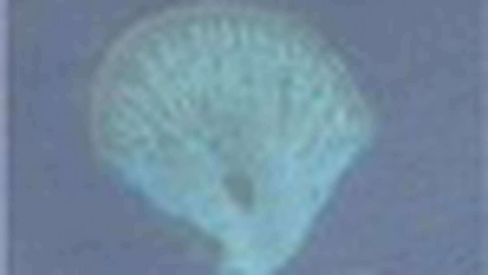 Coquillage