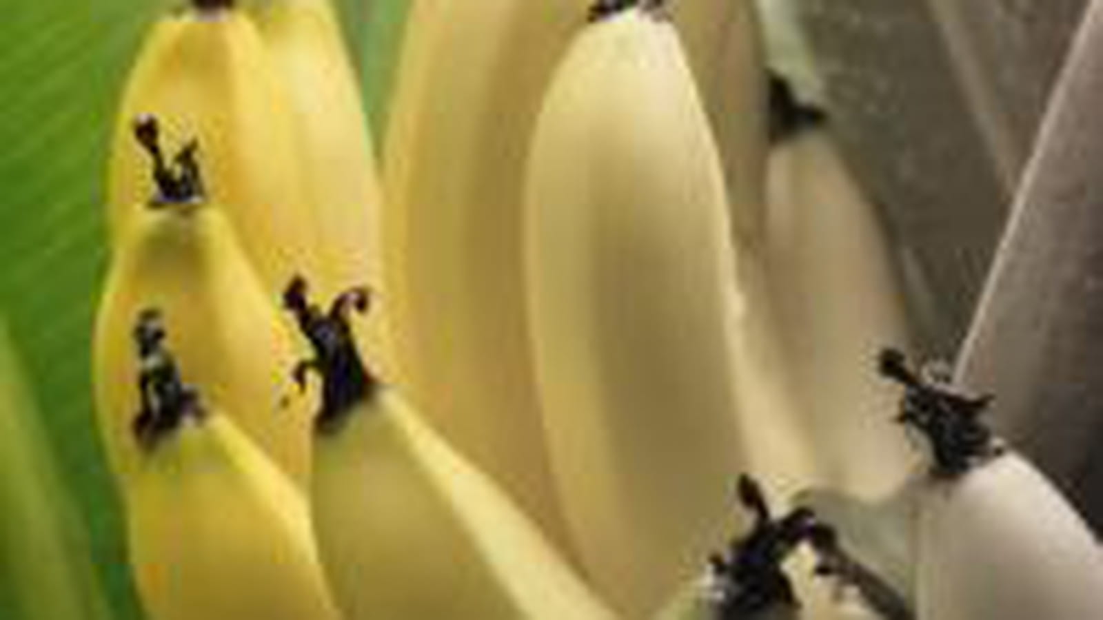 Banane