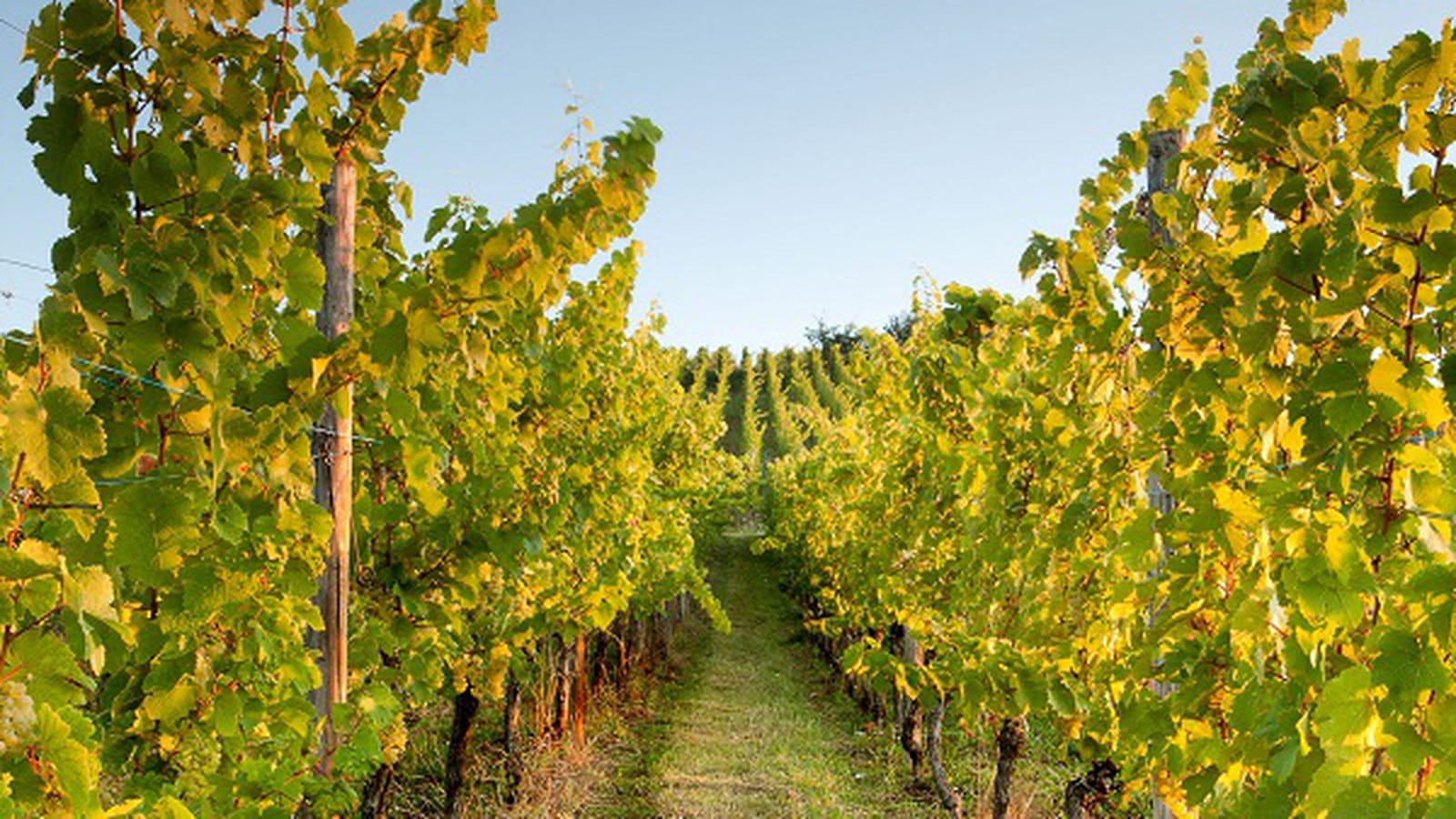 Vignobles