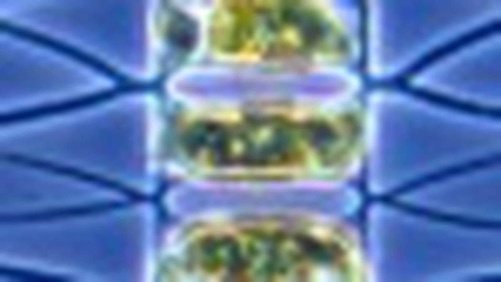 cellule