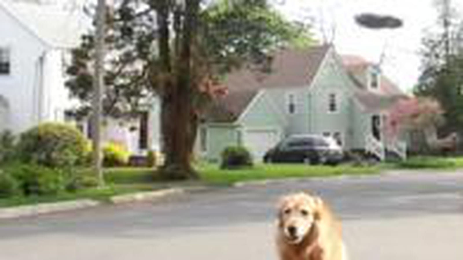 Sortir le chien