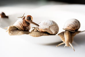 Ce que personne ne vous dit sur l'origine et la pr&eacute;paration des escargots de Bourgogne