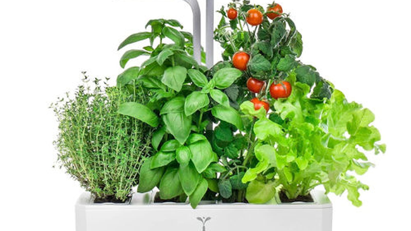 Potager Véritable