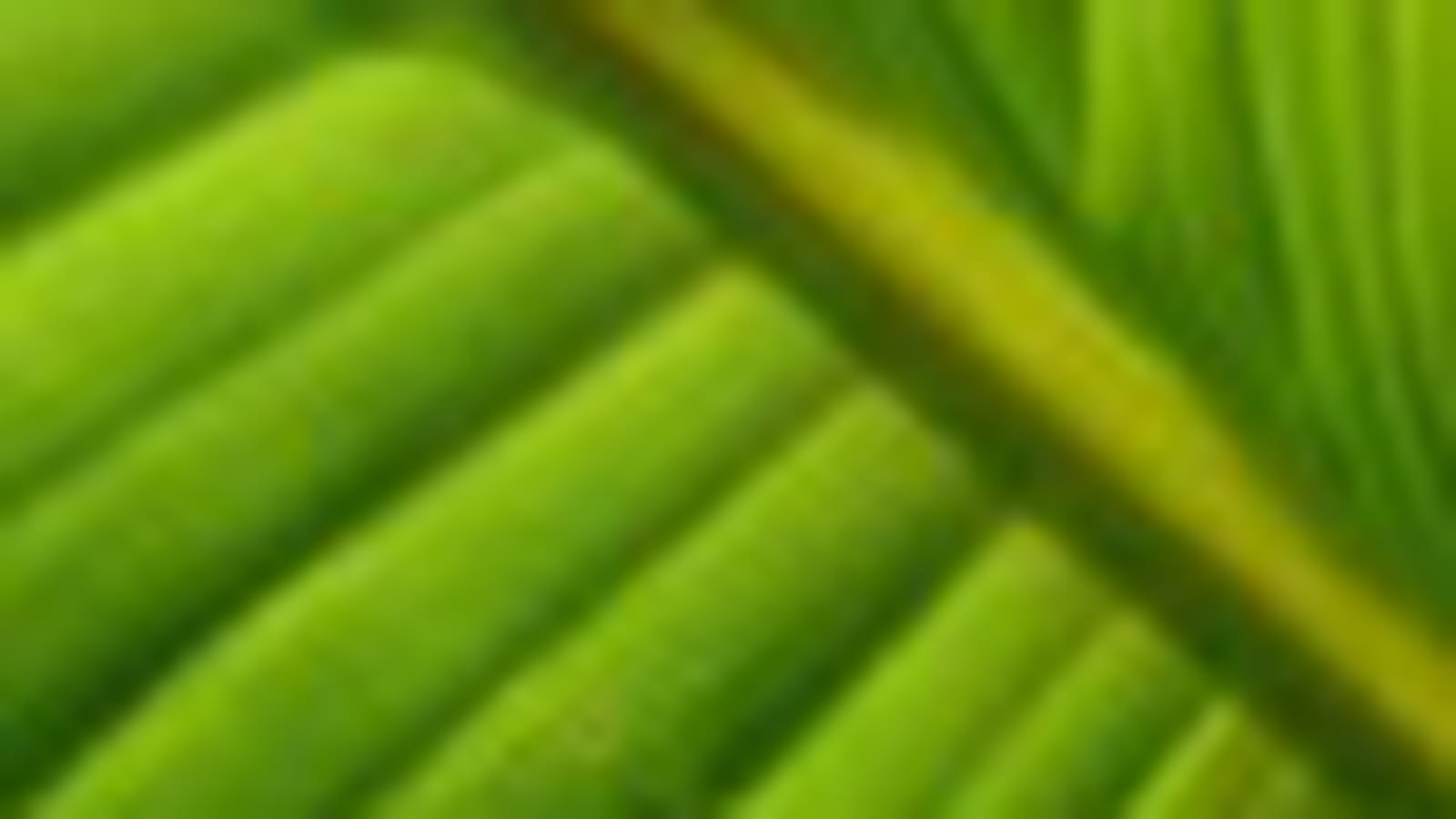 Feuilles : la vie en vert