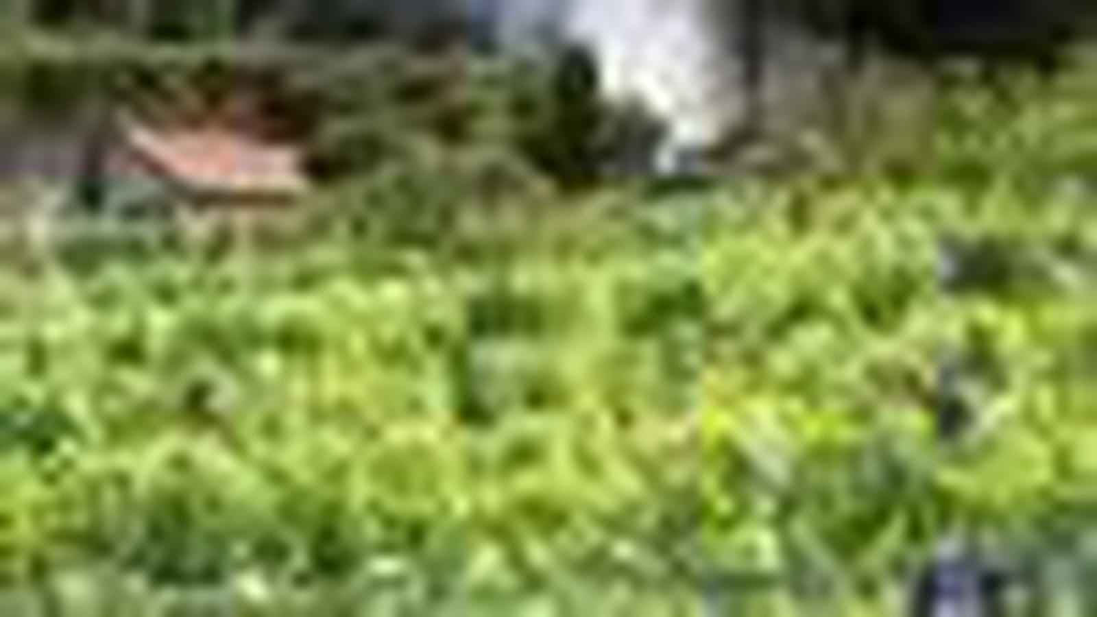 Vignes
