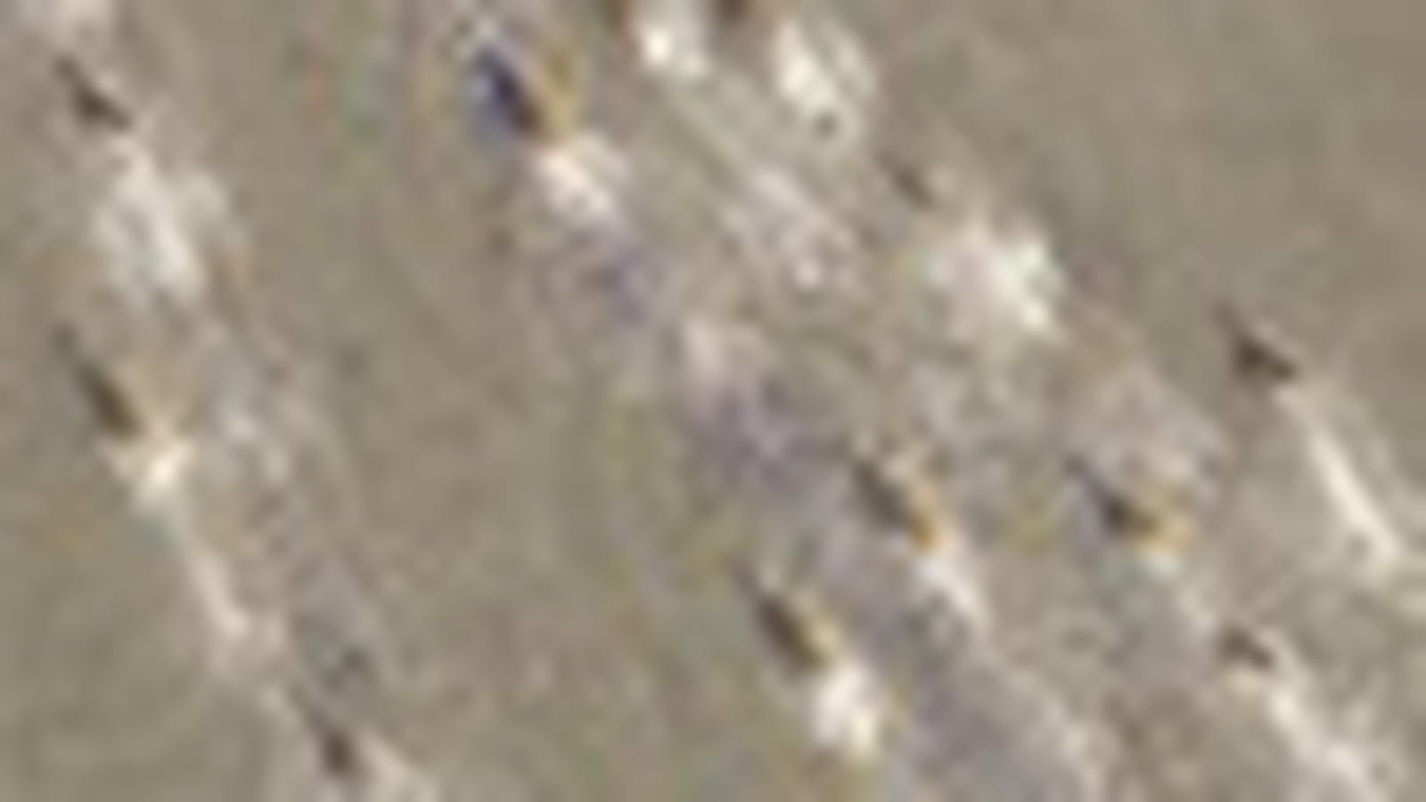 Antilopes