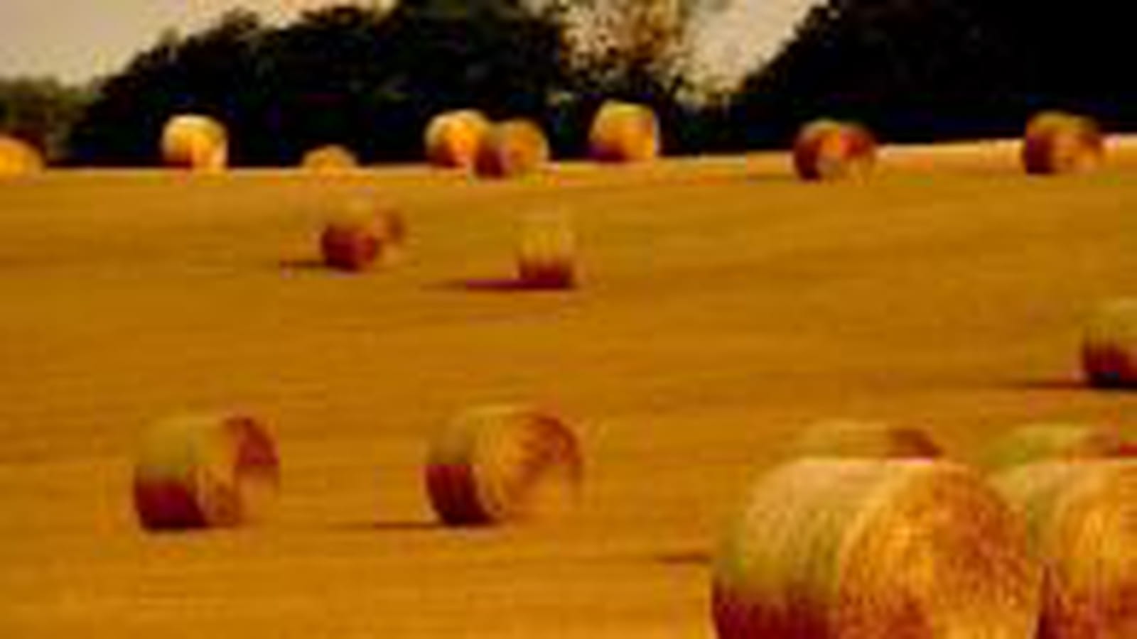 Agriculture