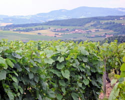 des vignes dans le beaujolais.