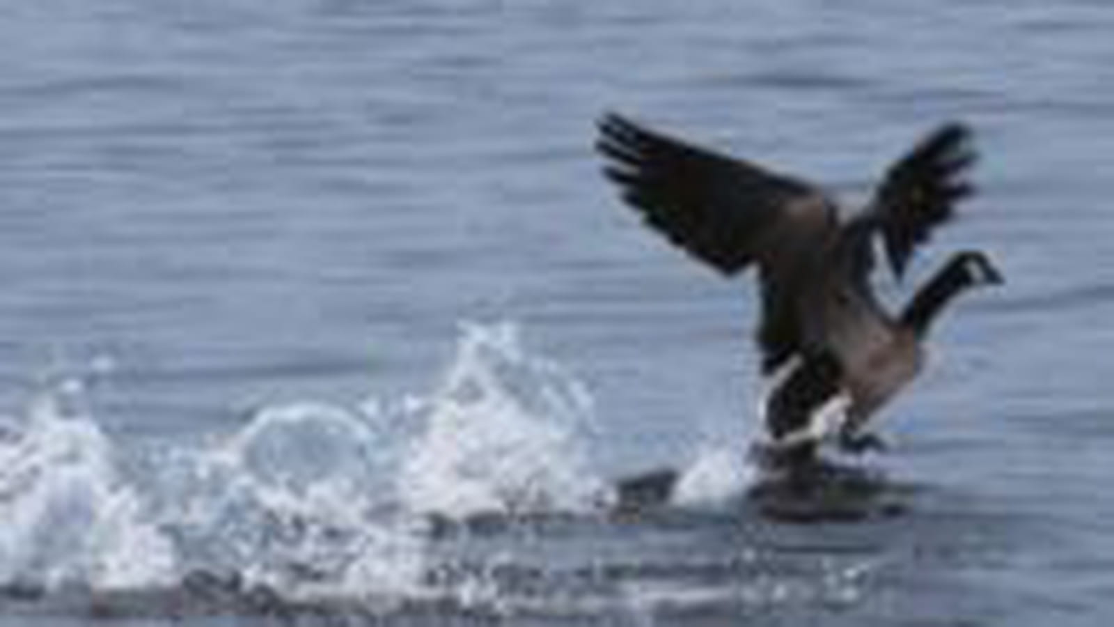 Chasser les oiseaux