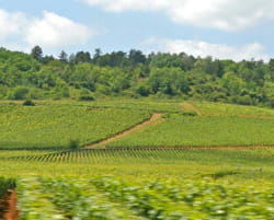 des vignes de savigny les beaune, en bourgogne.