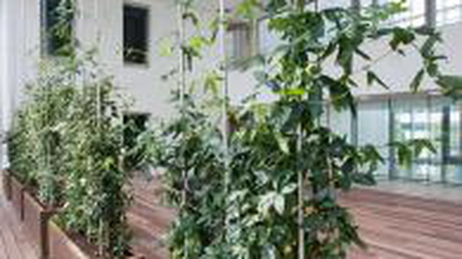 Jardin d'hiver