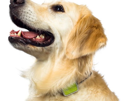 suivre l'activité de son chien à distance.