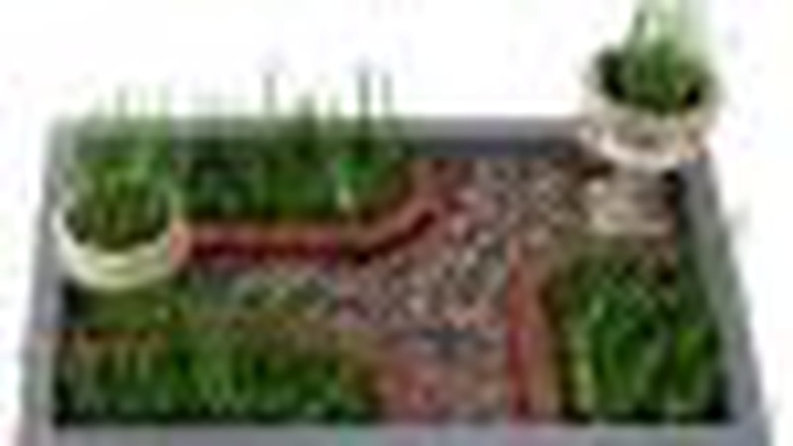 Mini-jardin