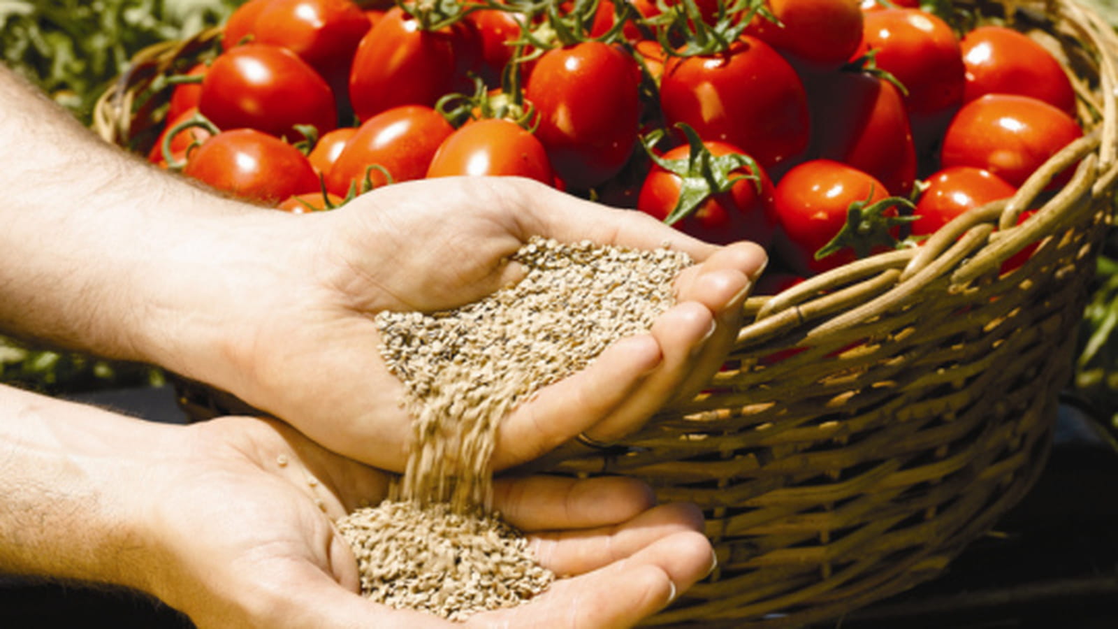 Variétés tomates