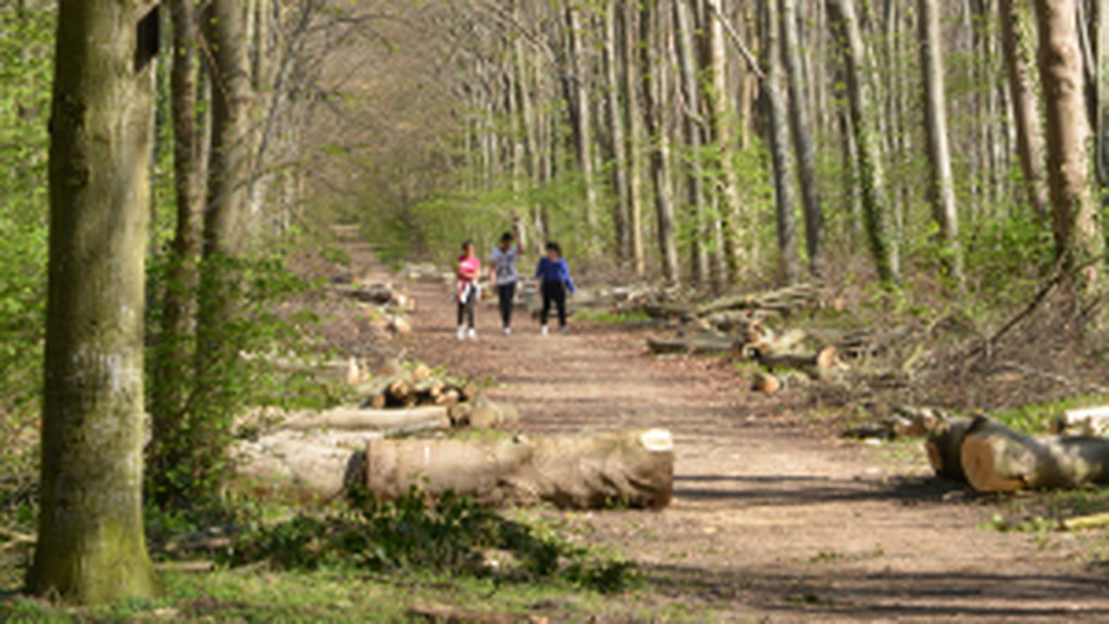 Forêts