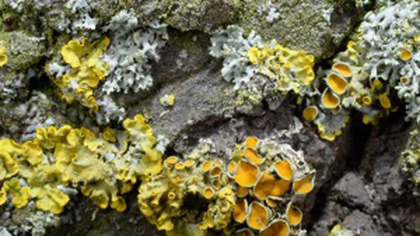 Lichens