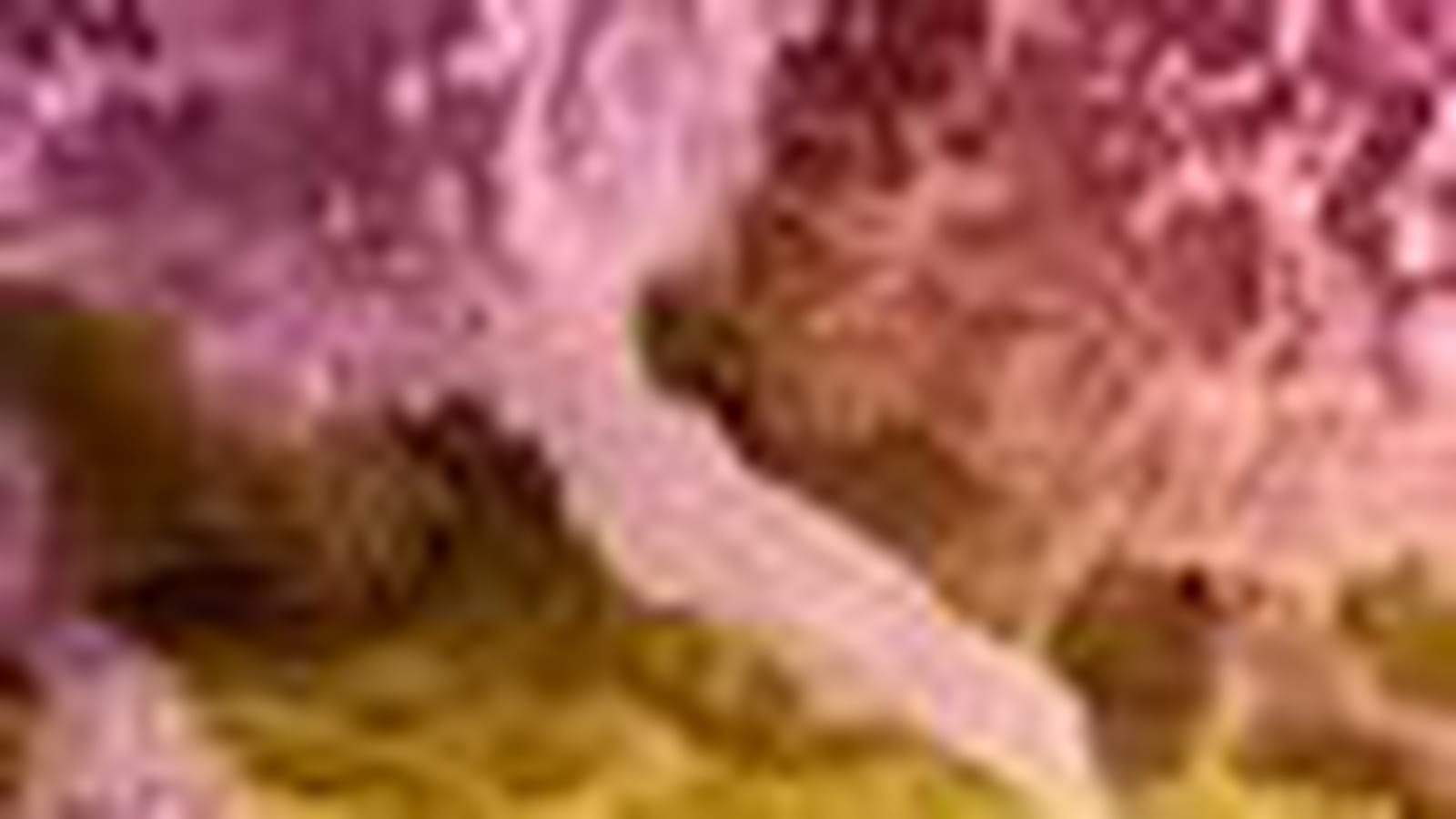 Ovule