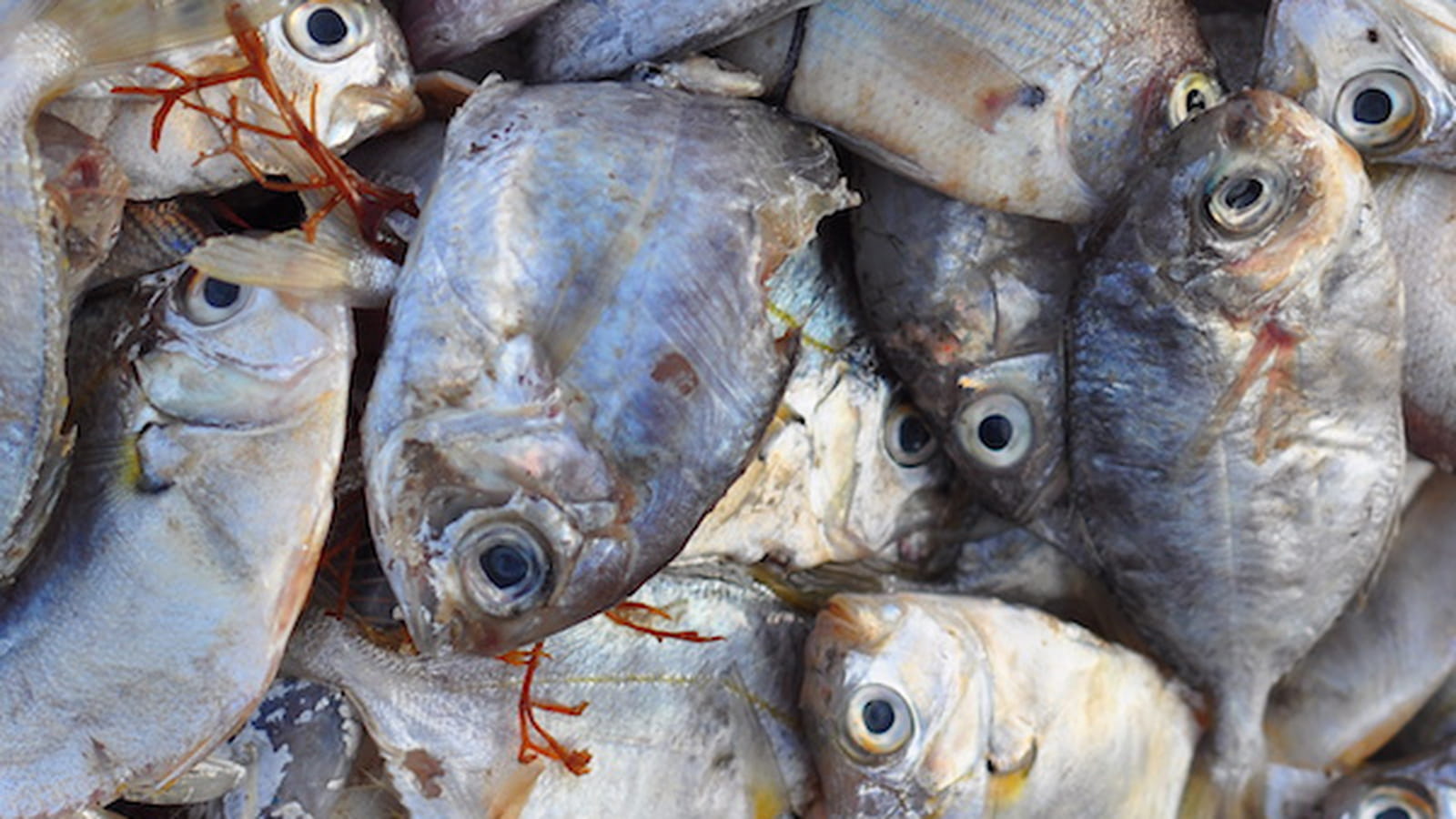 Pêche
