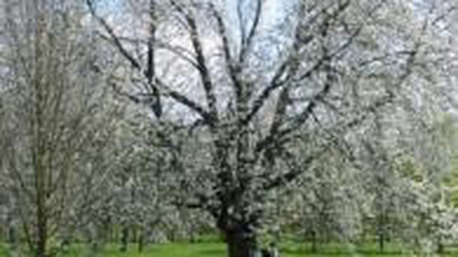Le Chesnay