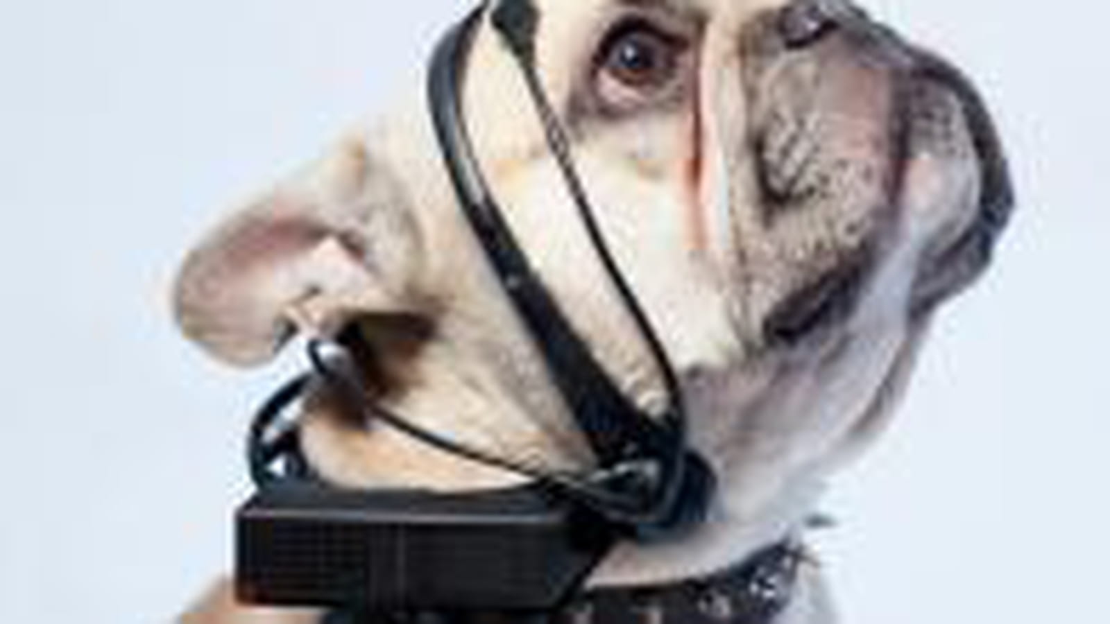 Traducteur de chien