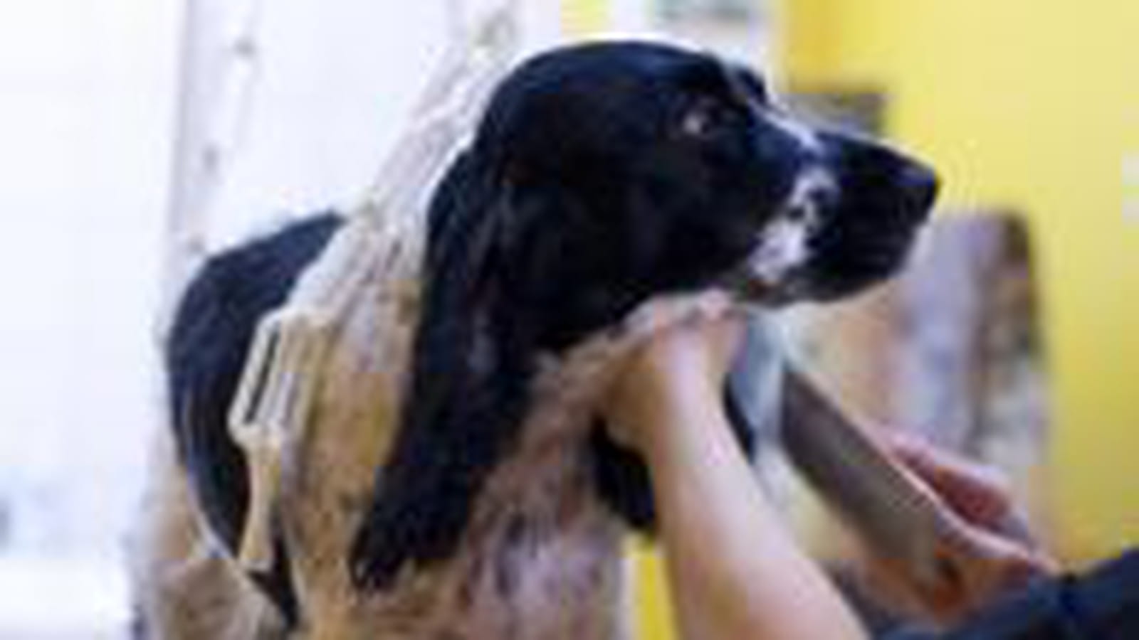 Toilettage pour chiens