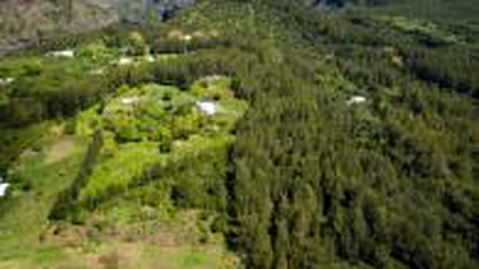 Forêts