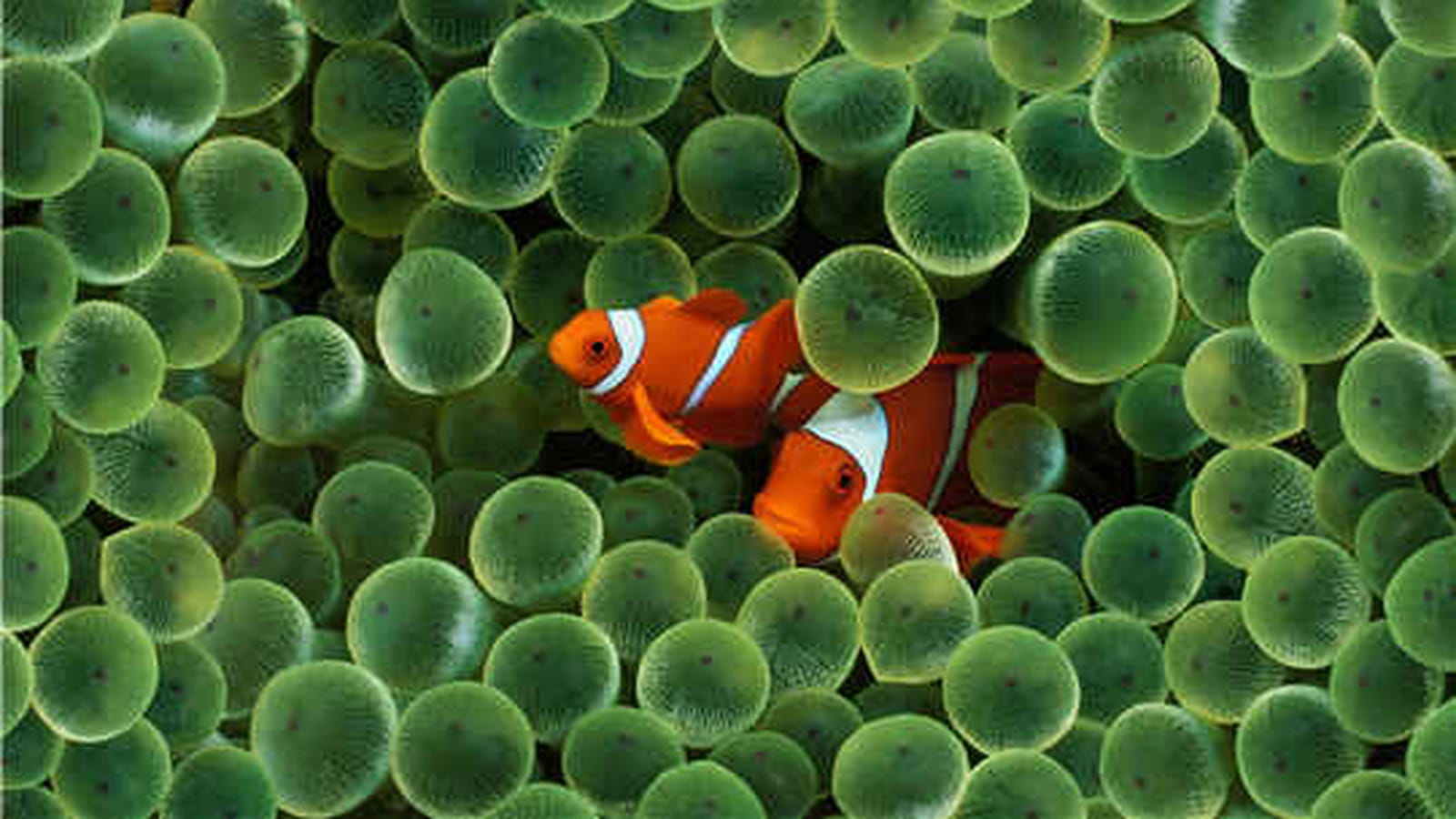 Poissons clowns