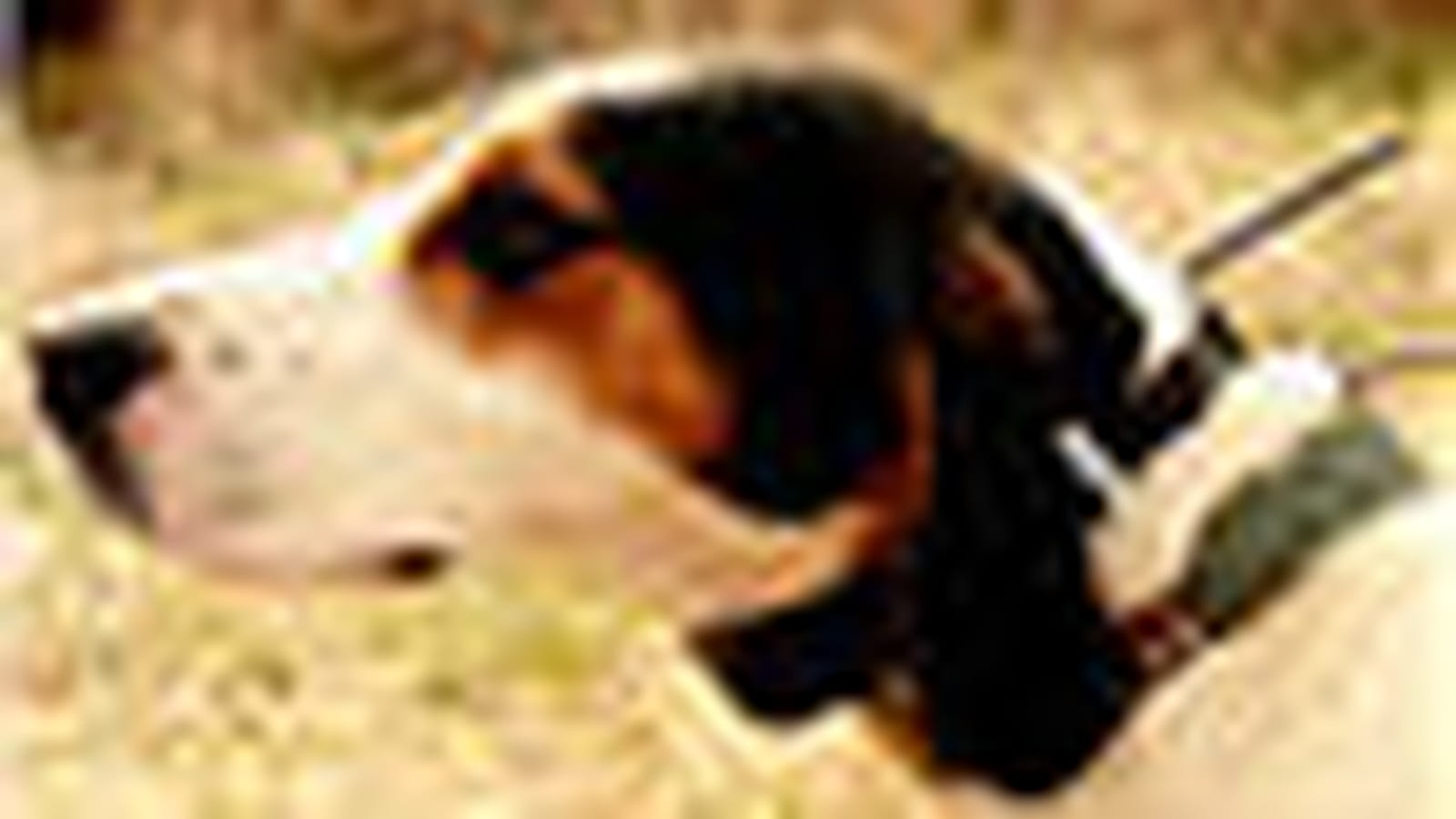 Le GPS canin
