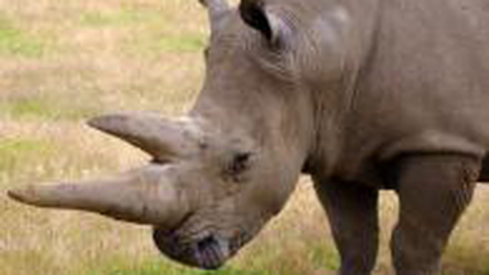 La corne de rhinocéros