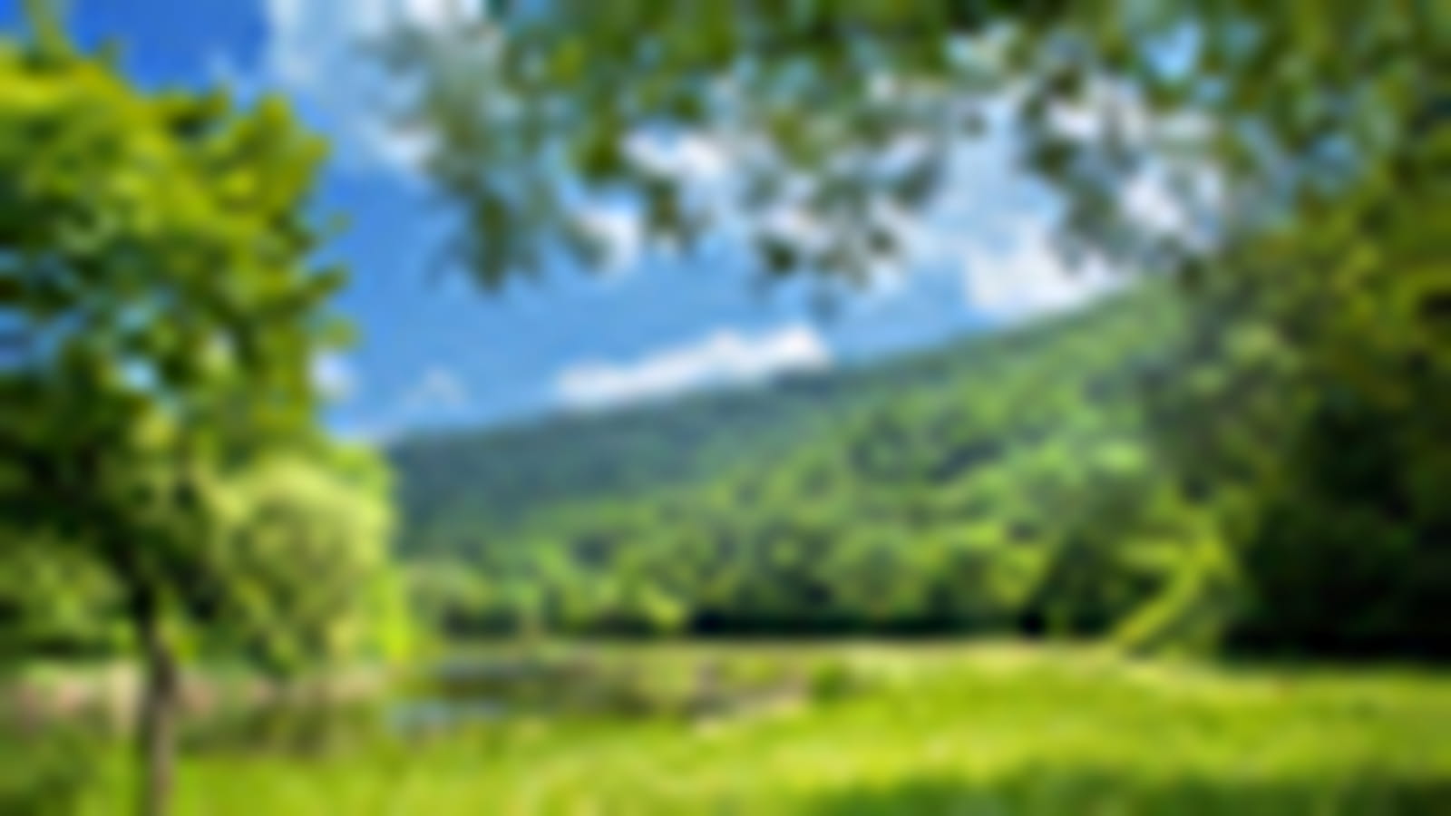 Forêts